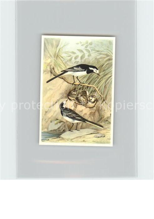 Voegel Birds Oiseaux Uccelli Pajaros-- Trauerstelze Kosmos-Zigarettenbilder Bild