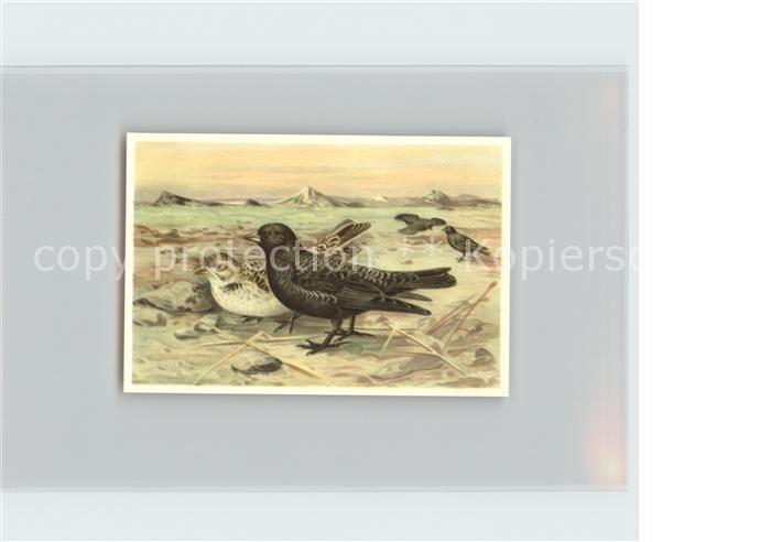 Voegel Birds Oiseaux Uccelli Pajaros-- Mohrenlerche Kosmos-Zigarettenbilder Bild