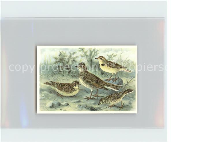 Voegel Birds Oiseaux Uccelli Pajaros-- Feldlerche Kurzzehenlerche Stummellerche