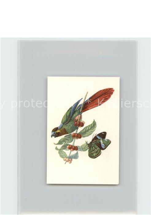 Voegel Birds Oiseaux Uccelli Pajaros-- Blaunackiger Keilschwanz-Sittich Kosmos-Z