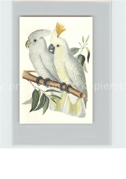 Voegel Birds Oiseaux Uccelli Pajaros-- Ducorps-Kakadu Kosmos-Zigarettenbilder Bi