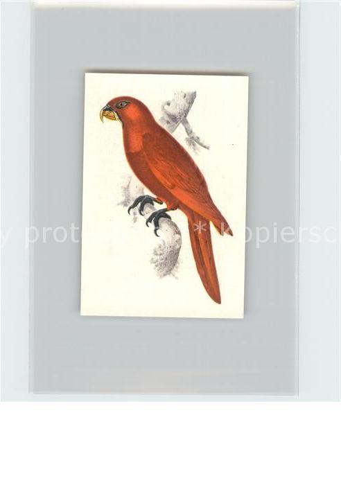 Voegel Birds Oiseaux Uccelli Pajaros-- Einfarbig roter Breitschwanzlori Kosmos-Z