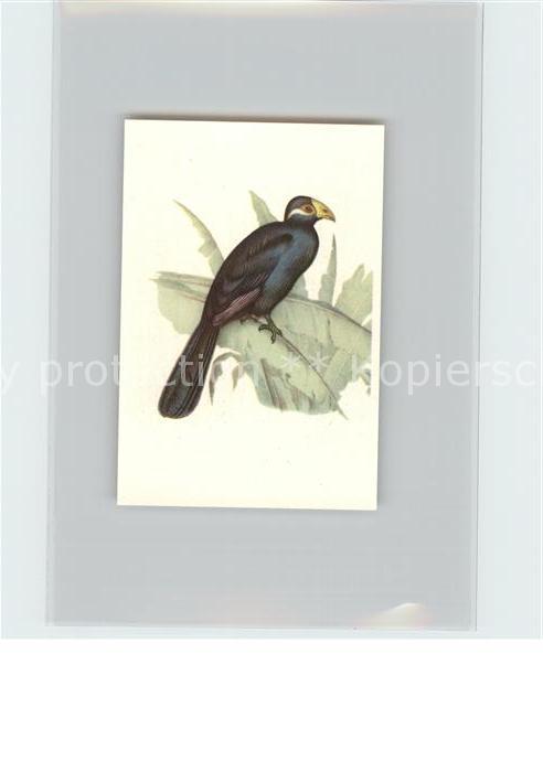 Voegel Birds Oiseaux Uccelli Pajaros-- Gemeiner Bananenfresser Kosmos-Zigaretten