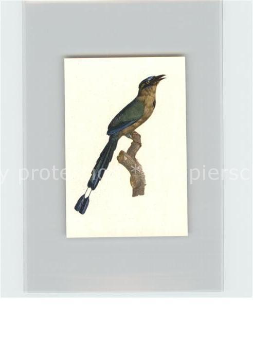 Voegel Birds Oiseaux Uccelli Pajaros-- Motmot Kosmos-Zigarettenbilder Bild Nr. 1