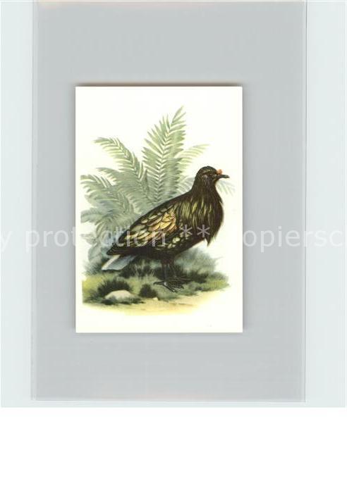 Voegel Birds Oiseaux Uccelli Pajaros-- Maehnentaube Kosmos-Zigarettenbilder Bild