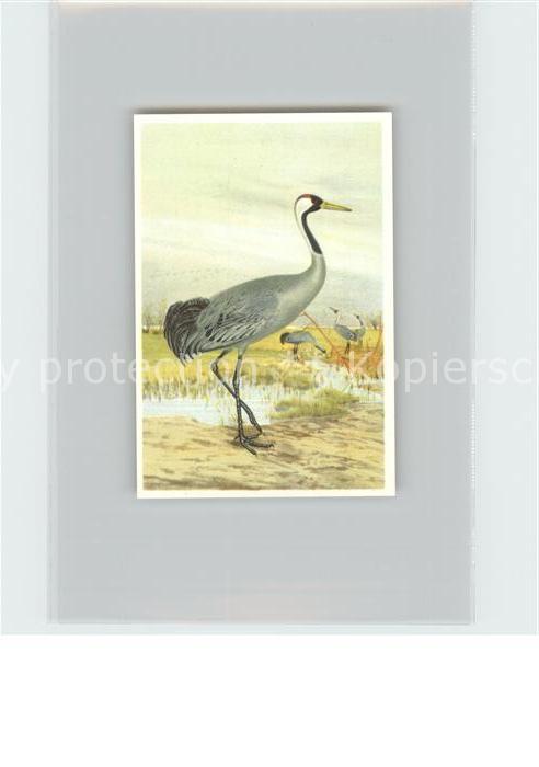 Voegel Birds Oiseaux Uccelli Pajaros-- Grauer Kranich Kosmos-Zigarettenbilder Bi