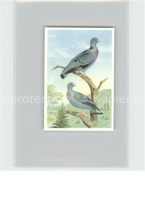 Voegel Birds Oiseaux Uccelli Pajaros-- Hohltaube Kosmos-Zigarettenbilder Bild Nr