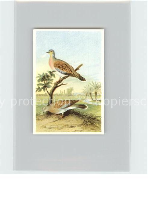 Voegel Birds Oiseaux Uccelli Pajaros-- Turteltaube Kosmos-Zigarettenbilder Bild