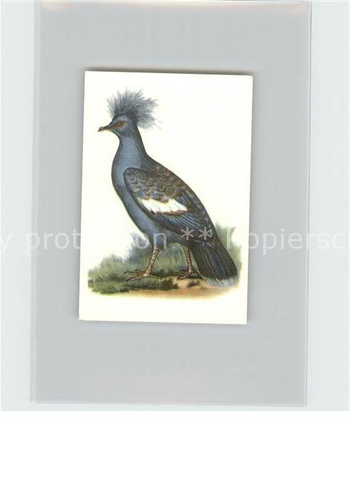 Voegel Birds Oiseaux Uccelli Pajaros-- Gewoehnliche Krontaube Kosmos-Zigarettenb