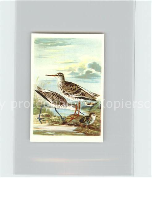 Voegel Birds Oiseaux Uccelli Pajaros-- Sumpfwasserlaeufer Teichwasserlaeufer Kos