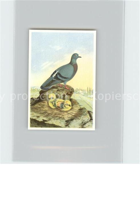 Voegel Birds Oiseaux Uccelli Pajaros-- Felsentaube Kosmos-Zigarettenbilder Bild