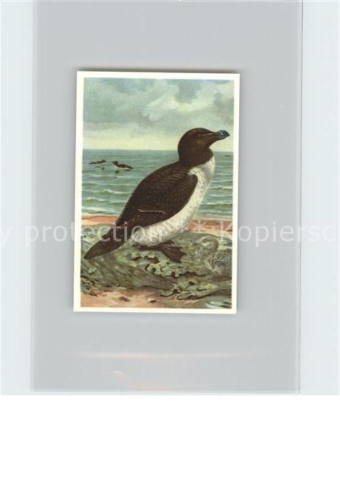 Voegel Birds Oiseaux Uccelli Pajaros-- Tordalk Kosmos-Zigarettenbilder Bild Nr.