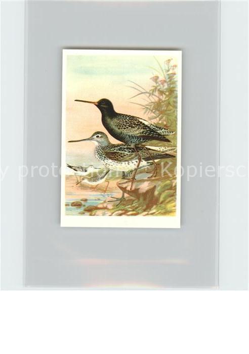 Voegel Birds Oiseaux Uccelli Pajaros-- Moorwasserlaeufer Glutt Kosmos-Zigaretten