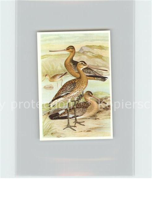 Voegel Birds Oiseaux Uccelli Pajaros-- Uferschnepfe Pfuhlschnepfe Kosmos-Zigaret