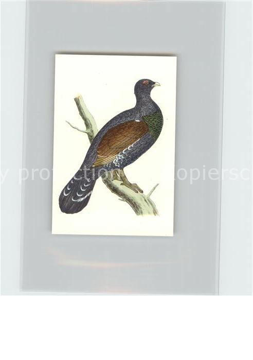 Voegel Birds Oiseaux Uccelli Pajaros-- Auerhuhn Kosmos-Zigarettenbilder Bild Nr.