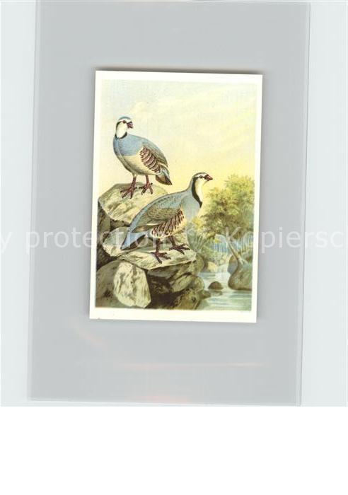 Voegel Birds Oiseaux Uccelli Pajaros-- Steinhuhn Kosmos-Zigarettenbilder Bild Nr