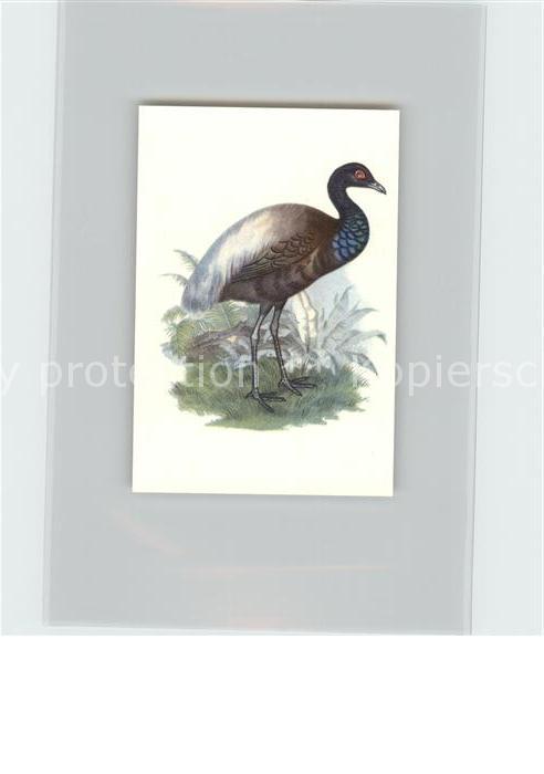 Voegel Birds Oiseaux Uccelli Pajaros-- Agami Kosmos-Zigarettenbilder Bild Nr. 10