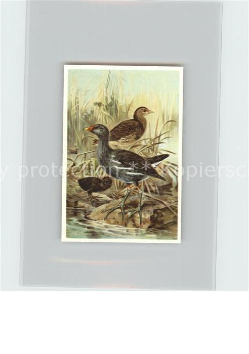 Voegel Birds Oiseaux Uccelli Pajaros-- Gruenfuessiges Teichhuhn Kosmos-Zigarette