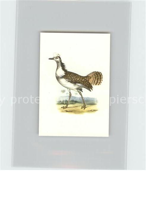 Voegel Birds Oiseaux Uccelli Pajaros-- Hubara Kosmos-Zigarettenbilder Bild Nr. 1