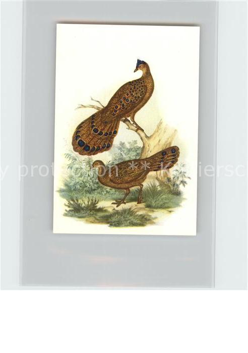 Voegel Birds Oiseaux Uccelli Pajaros-- Spiegelpfau oder Tschinquis Kosmos-Zigare