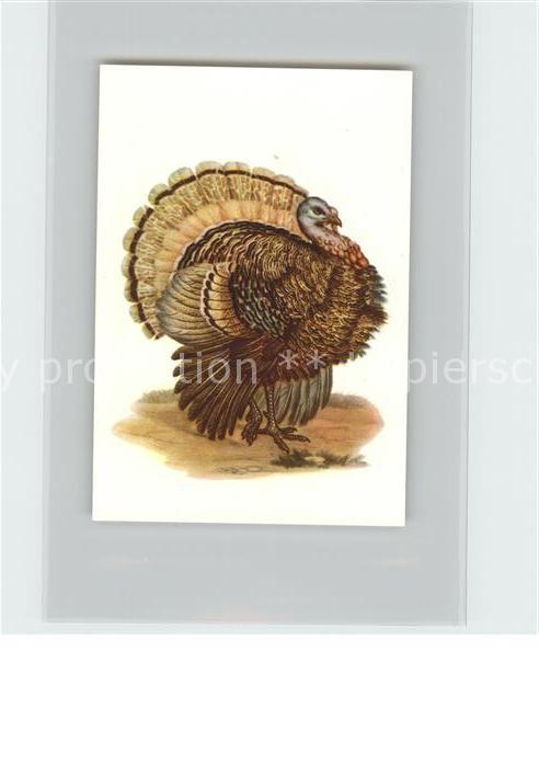 Voegel Birds Oiseaux Uccelli Pajaros-- Truthuhn Kosmos-Zigarettenbilder Bild Nr.