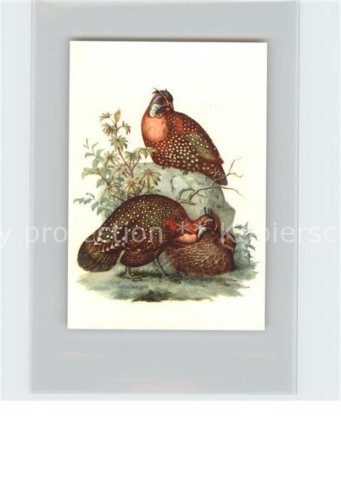 Voegel Birds Oiseaux Uccelli Pajaros-- Jewar Kosmos-Zigarettenbilder Bild Nr. 89