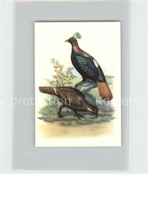 Voegel Birds Oiseaux Uccelli Pajaros-- Glanzhuhn Kosmos-Zigarettenbilder Bild Nr