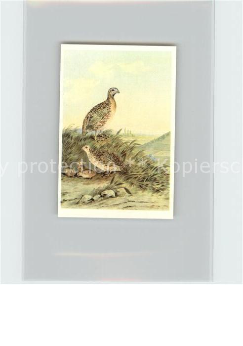 Voegel Birds Oiseaux Uccelli Pajaros-- Wachtel Kosmos-Zigarettenbilder Bild Nr.