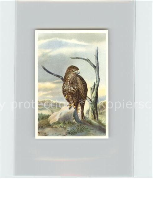 Voegel Birds Oiseaux Uccelli Pajaros-- Maeusebussard Kosmos-Zigarettenbilder Bil