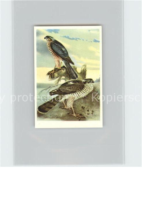 Voegel Birds Oiseaux Uccelli Pajaros-- Sperber Kosmos-Zigarettenbilder Bild Nr.