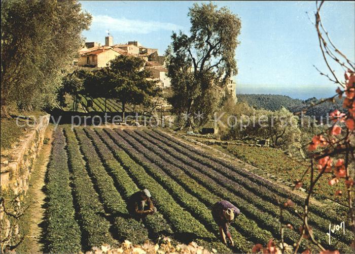 Tourrettes sur Loup La cueillette des violettes