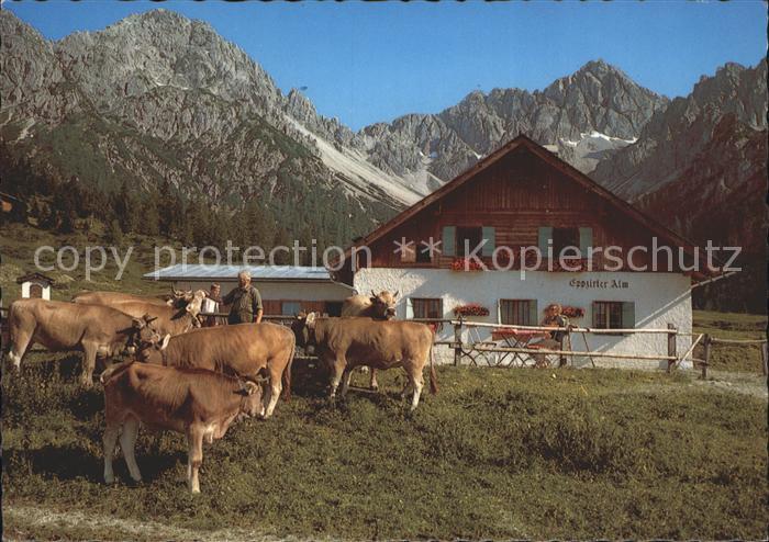 Telfs Tirol Eppzirler Alm Viehweide