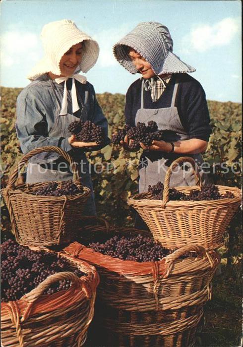 Bourgogne Marne Vendanges en Champagne Lesquels sont les plus beaux