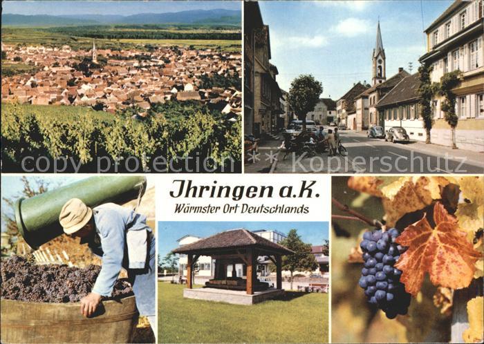 Ihringen Total Strassenpartie Weinlese Reben