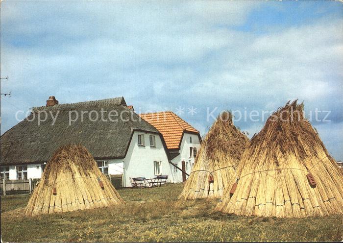 Insel Hiddensee Wohnhaeuser Schilfrohr