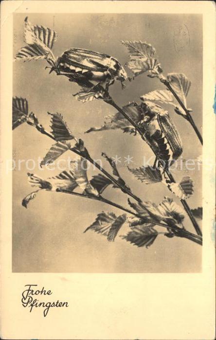 Pfingsten Pentecost Pentecote Maikaefer