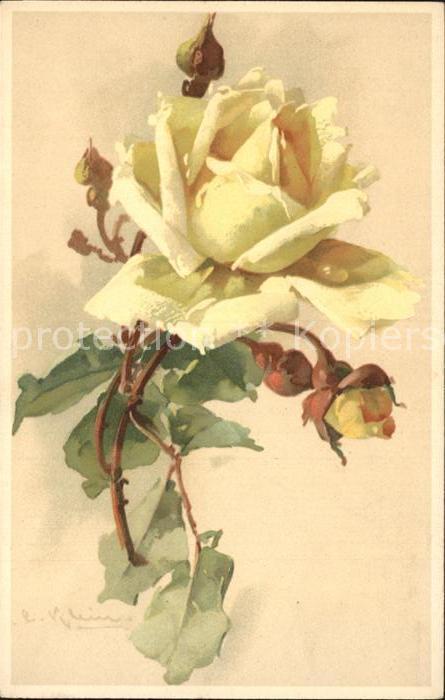 Klein Catharina Kuenstlerlitho Rose Litho