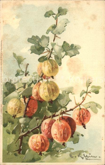Klein Catharina Kuenstlerlitho Lampionblumen Litho
