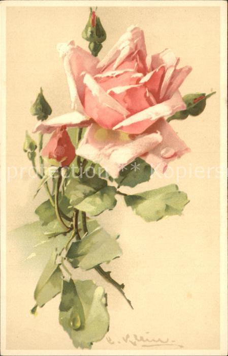 Klein Catharina Kuenstlerlitho Rosen Litho