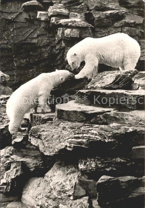 Eisbaer Freianlage Tierpark Berlin