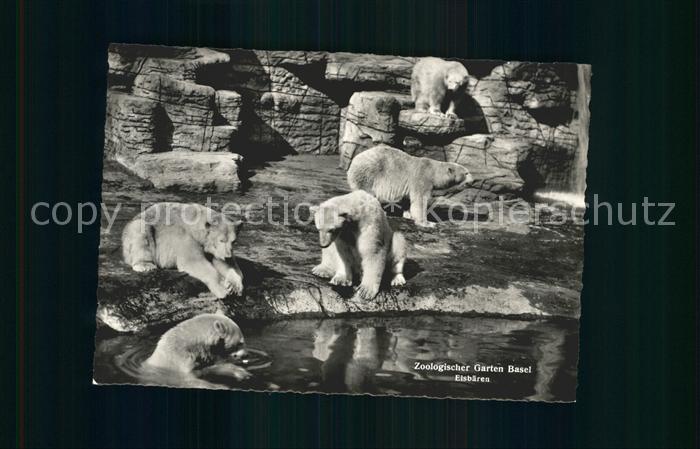 Eisbaer Zoo Basel