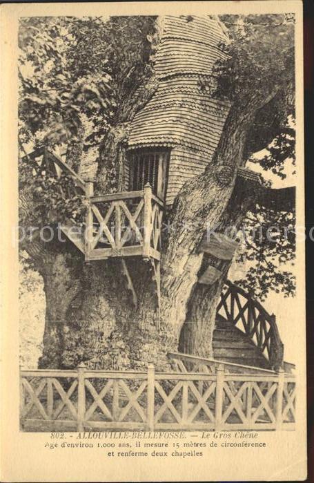Baeume Trees Le Gros Chene Allouville-Bellefosse