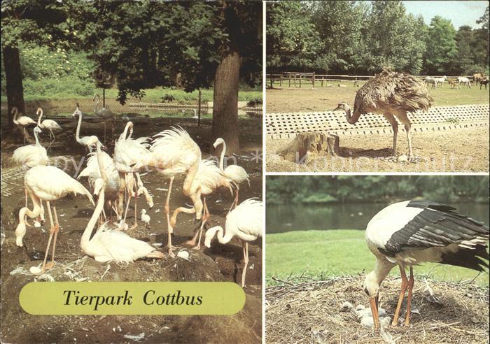Cottbus Tierpark Flamingos Strauss Storch