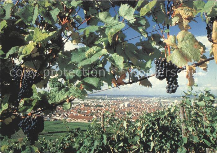 Fellbach Stadtansicht aus den Rebbergen