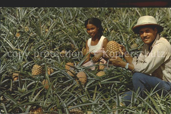 Martinique Pineapple gathering Paar bei der Ananas-Ernte