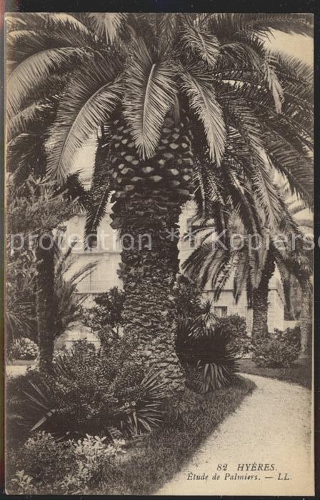 Hyeres Etude de Palmiers
