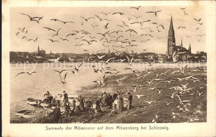 Schleswig Holstein Sammeln der Moeweneier auf Moewenberg