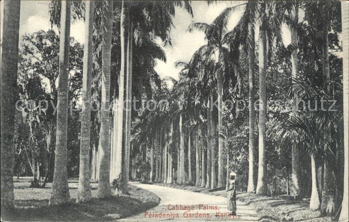 Kandy Sri Lanka Cabbage Palms Feradeniya Gardens
