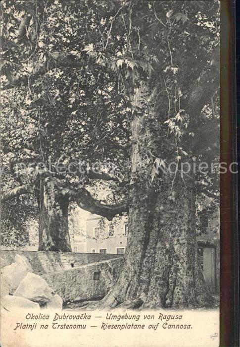 Ragusa Riesenplatane auf Cannosa