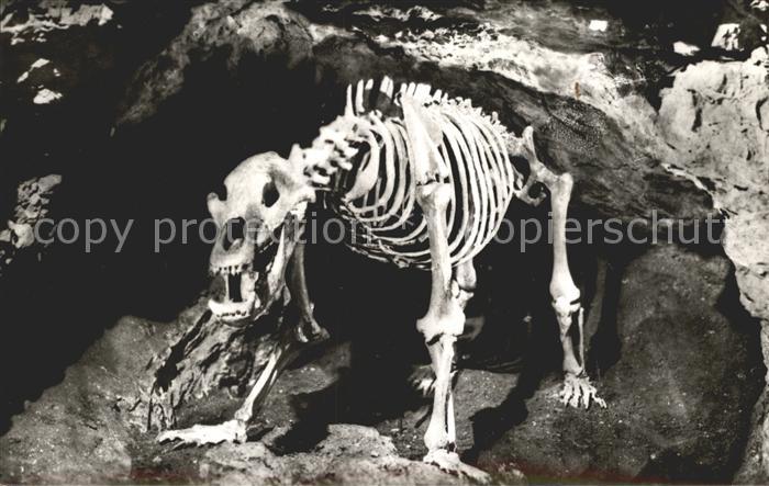 Hoehlen Caves Grottes Teufelshöhle Pottenstein Höhlenbär